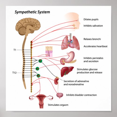 Sympathetic pathway of the ANS Poster