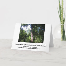 Sympathies - Redwoods - Card