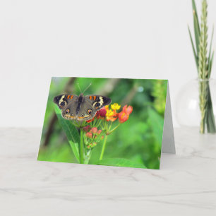 Sympathy Card (Common Buckeye 2470)