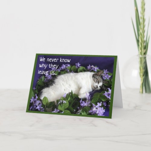 Sympathy Card for Cat