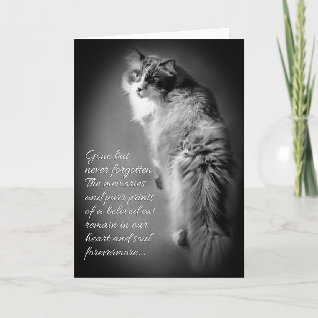 Sympathy card for cat loss | Zazzle