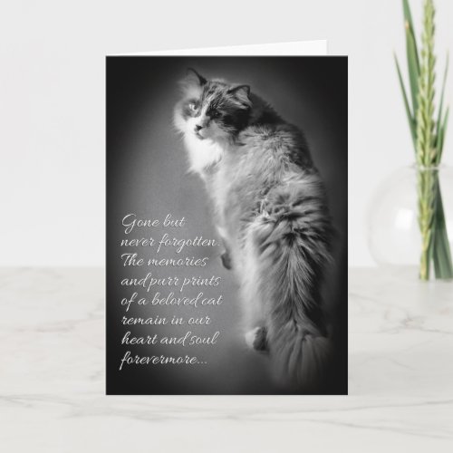 Sympathy card for cat loss