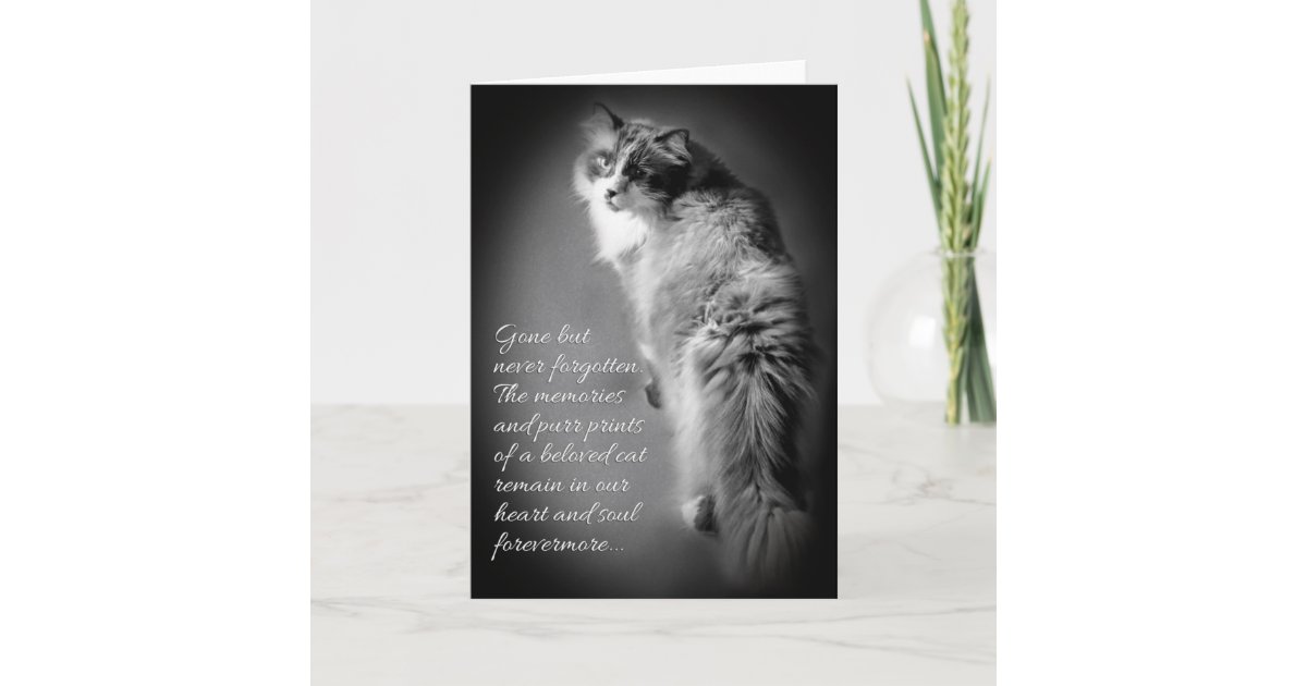 Sympathy Card For Cat Loss Zazzle sympathy-card-for-cat-loss-zazzle