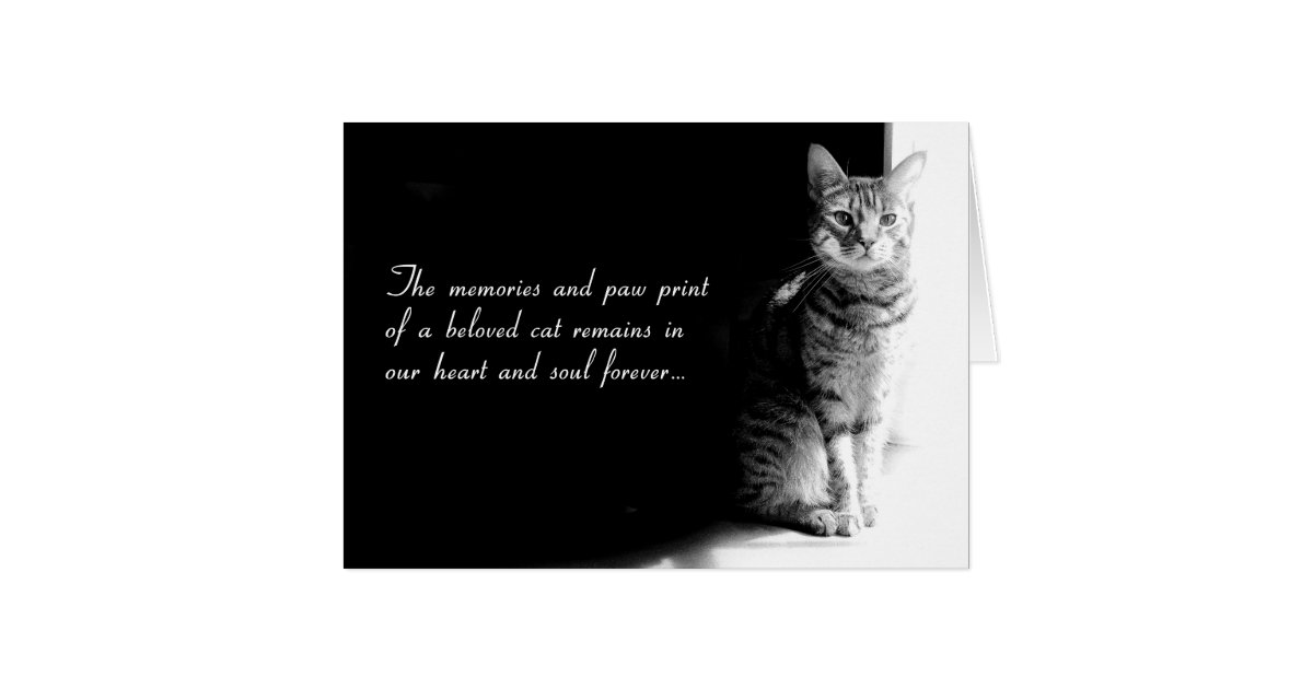 Sympathy card for the loss of a beloved pet cat