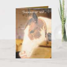 Sympathy card (horse)