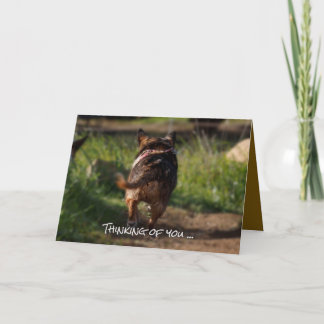 Sympathy card - pet
