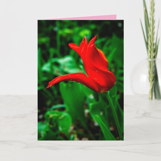 Sympathy Card with a Photo of a Canna Lily (Front)