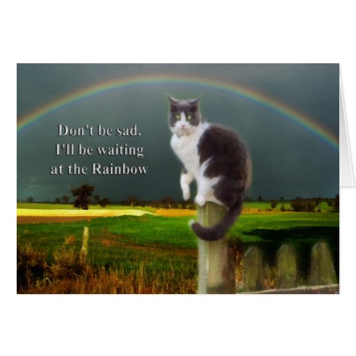 Sympathy - Loss of Pet Cat Greeting Card | Zazzle