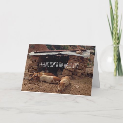 Sympathy  Pig Greeting Card