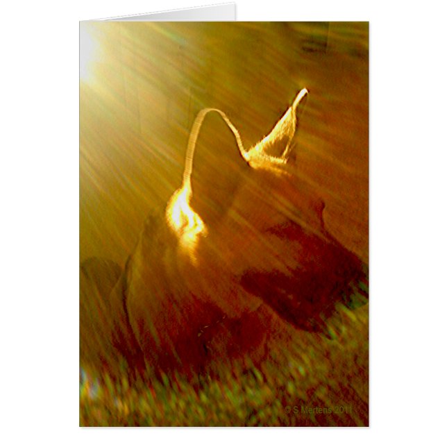 Sympathy Sunbeam German Shepherd Dog Poem Card (Front)