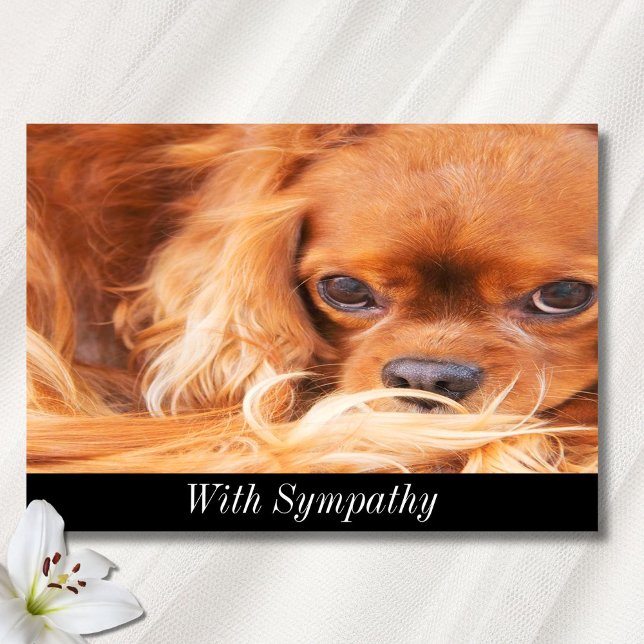 Sympathy Sweet Cavalier King Charles Spaniel  Card (Creator Uploaded)