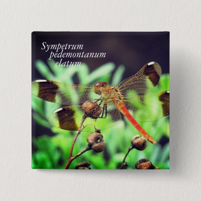 Sympetrum pedemontanum elatum pinback button (Front)