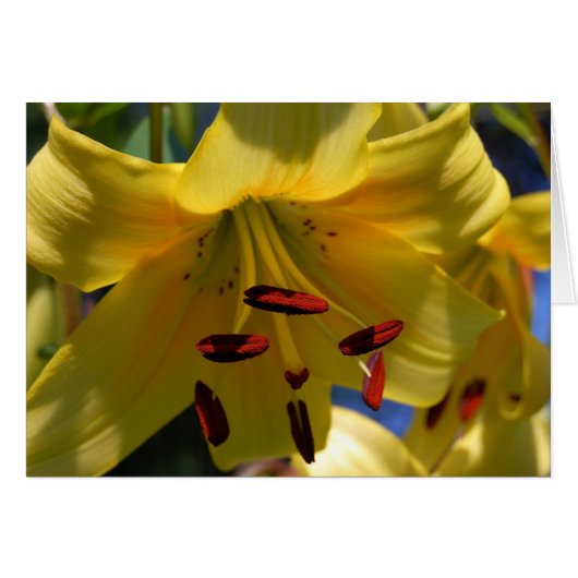 Symphony in Yellow (Front Horizontal)