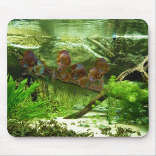 Symphysodon Tank with Tetras Fish Mouse Pad