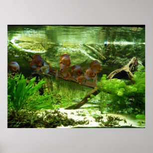 Fish tank aquarium poster, Zazzle