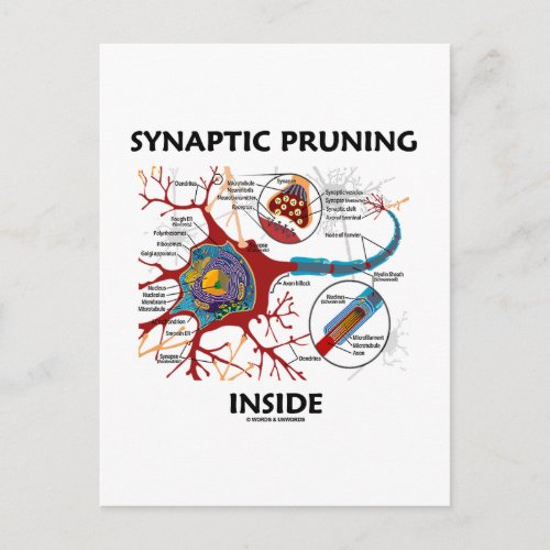 Synaptic Pruning Inside Neuron Synapse Geek Humor Postcard