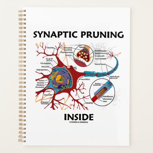 Synaptic Pruning Inside Neuron Synapse Neurology Planner