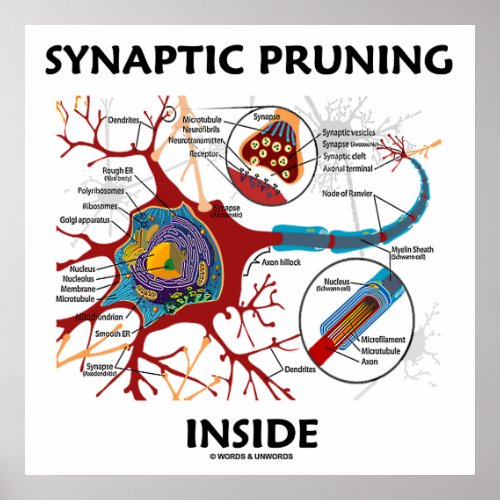 Synaptic Pruning Inside Neuron Synapse Neurology Poster