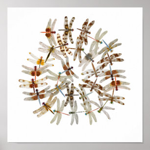 Synchronized Dragonflies Poster