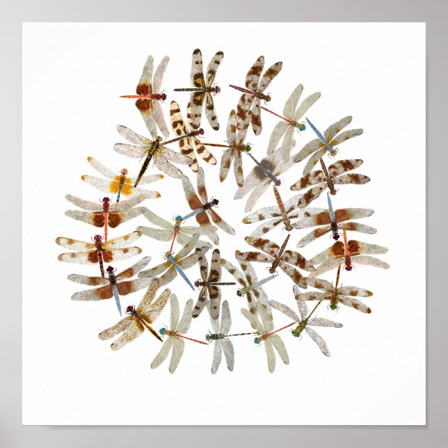 Synchronized Dragonflies Poster (Front)