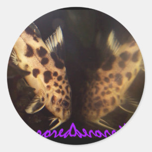 Synodontis catfish mirrored sticker