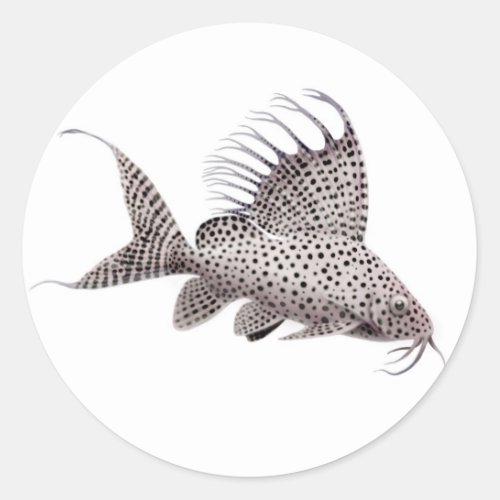 Synodontis Catfish Sticker