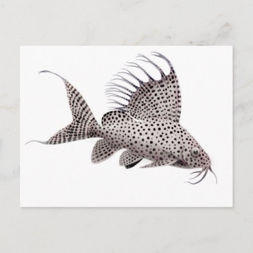 Synodontis eupterus Catfish Postcard