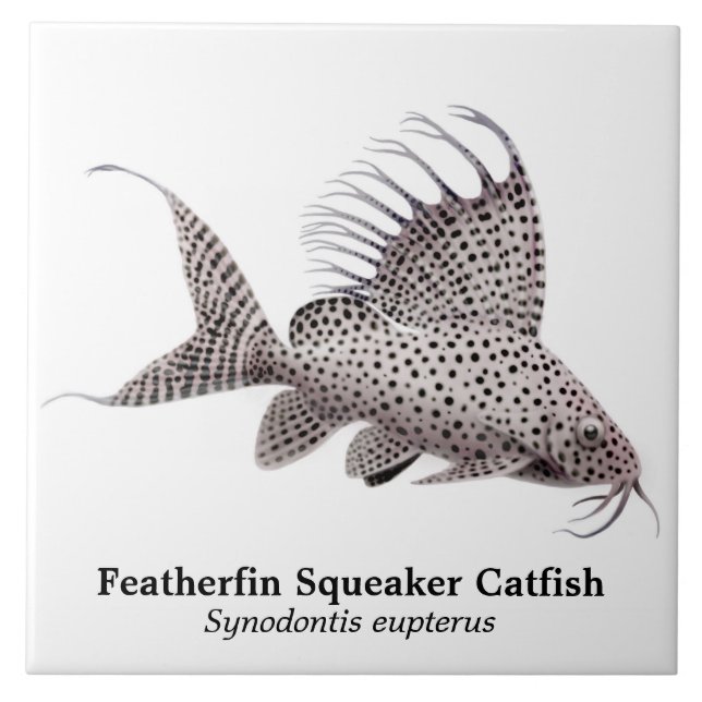 Synodontis Eupterus Featherfin Catfish Tile (Front)