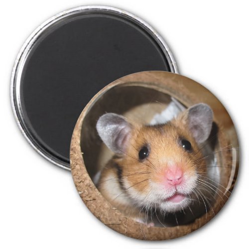 Syrian Pet Hamster _ Standard Hamster _ Teddy Bear Magnet