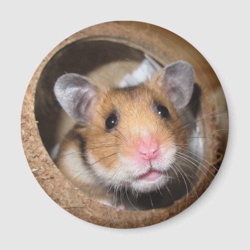 Syrian Pet Hamster _ Standard Hamster _ Teddy Bear Magnet