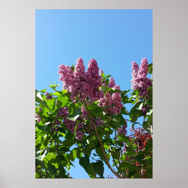 Syringa , Lilac flower tree Poster (Front)