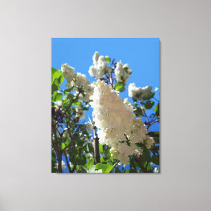 Syringa , White Lilac Flower Tree Canvas Print
