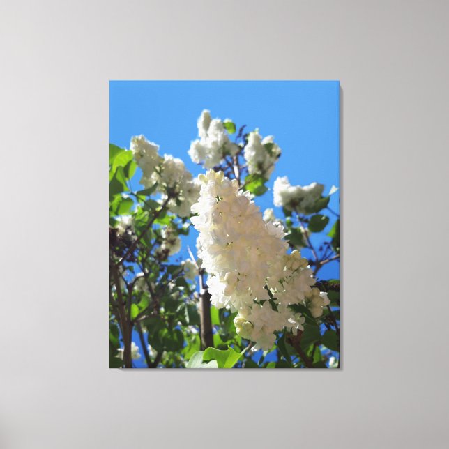 Syringa , White Lilac Flower Tree Canvas Print (Front)