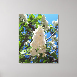 Syringa , White Lilac Flower Tree Canvas Print