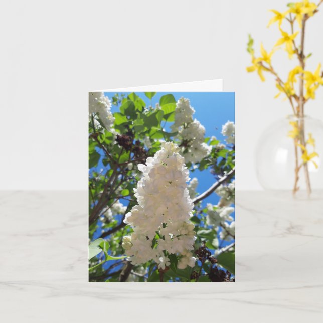 Syringa , White Lilac Flower Tree Card (Yellow Flower)