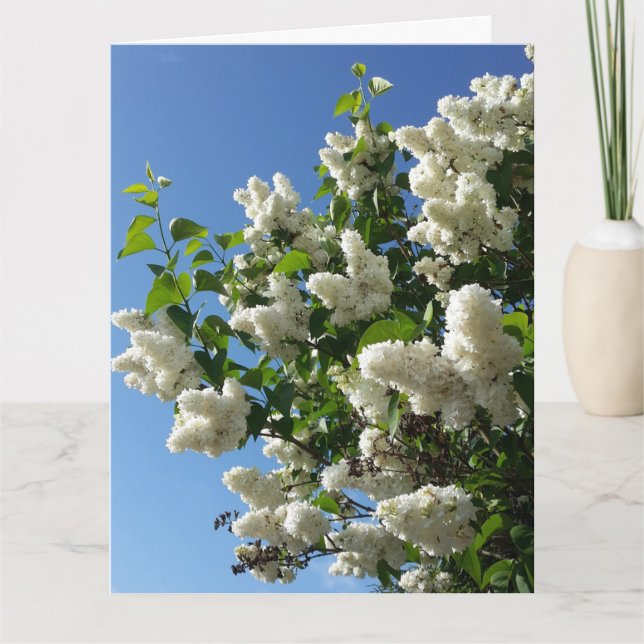 Syringa , White Lilac Flower Tree Card (Front)