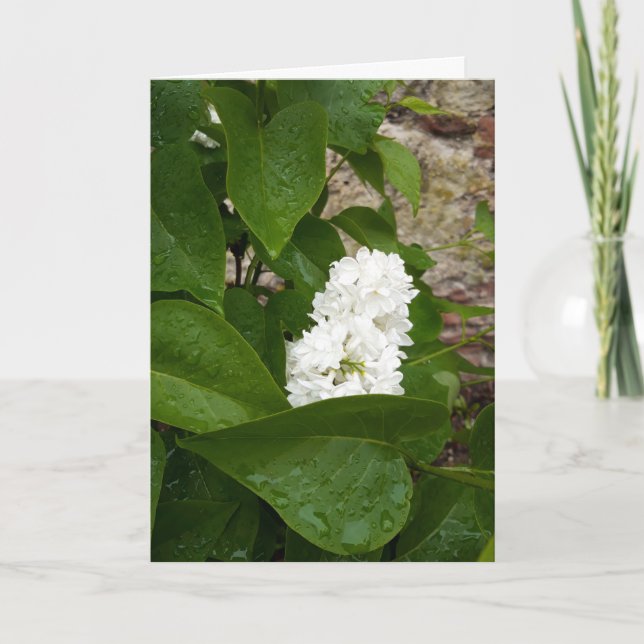 Syringa , White Lilac Flower with Raindrops Card (Front)