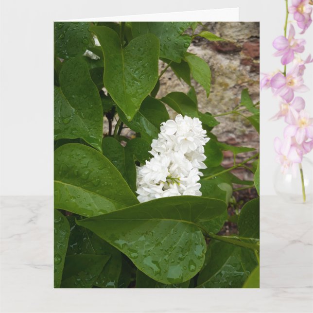 Syringa , White Lilac Flower with Raindrops Card (Orchid)