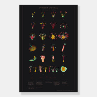 Systema naturae foam board