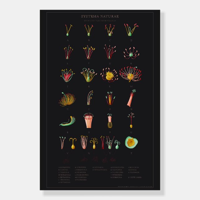 Systema naturae foam board (Front)