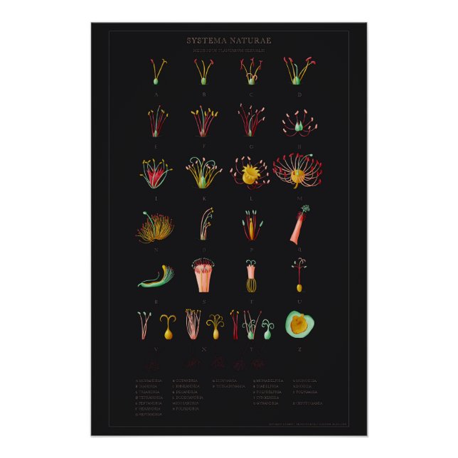 Systema Naturae Glossy Poster (Front)