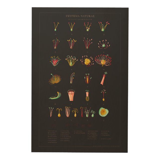 Systema Naturae Wood Wall Art (Front)