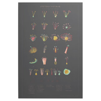 Systeme Naturae Gallery Wrap