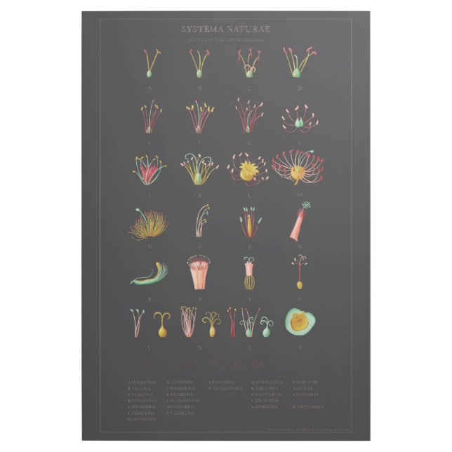 Systeme Naturae Gallery Wrap (Front)