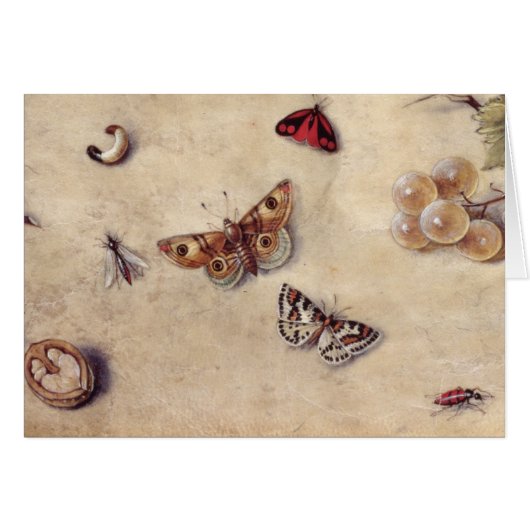 T31566 A Study of Various Insects, Fruit and Anima (Front Horizontal)