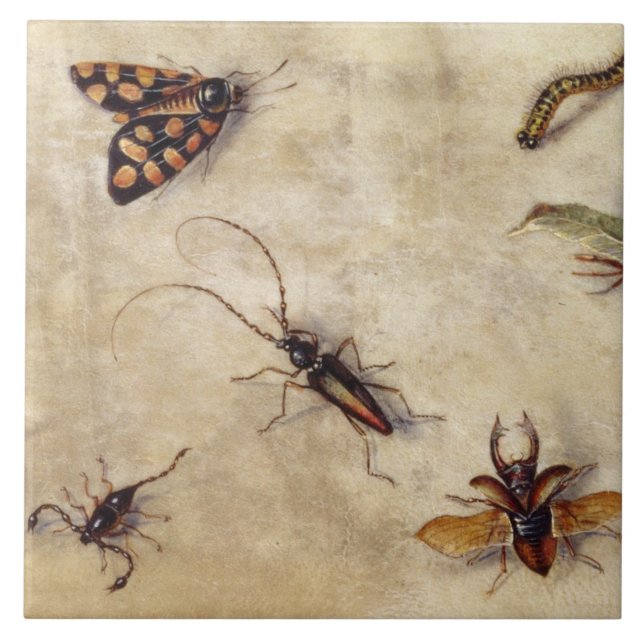 T31567 A Study of Various Insects, Fruit and Anima Ceramic Tile (Front)