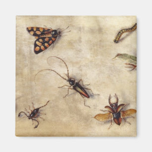 T31567 A Study of Various Insects, Fruit and Anima Magnet