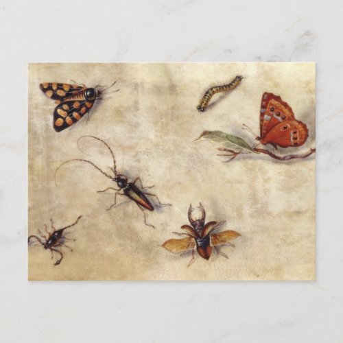 T31567 A Study of Various Insects Fruit and Anima Postcard