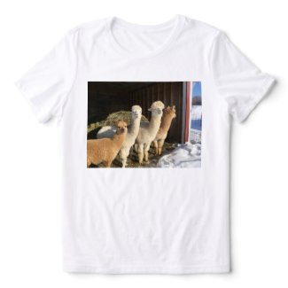 T-Shirt - Alpacas in the Winter Sun Tri-Blend Shirt