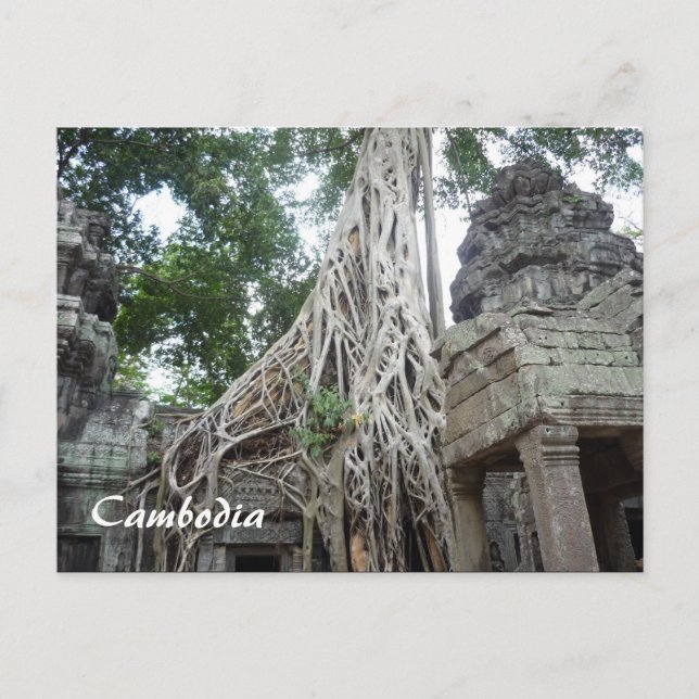 ta prohm roots postcard (Front)